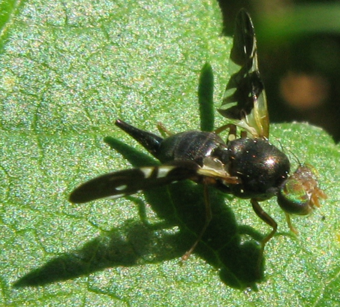 Aciura coryli (Tephitidae)